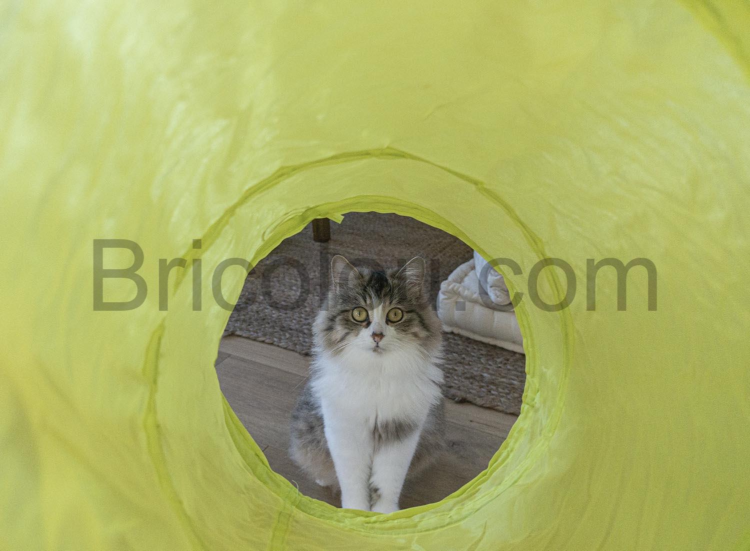 DSC7407 31 jouets et accessoires pour chat et chaton