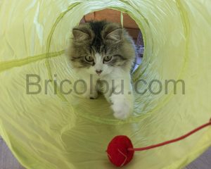 Paquet de 31 accessoires pour chat et chaton