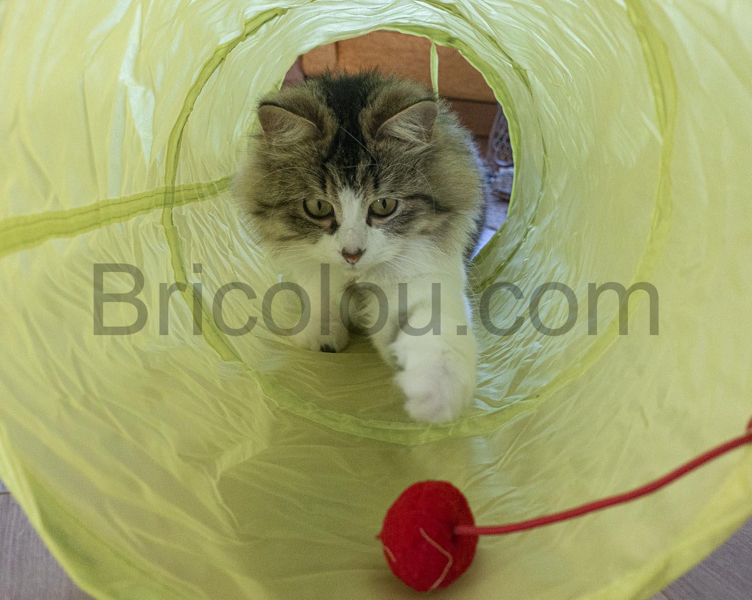 Paquet de 31 accessoires pour chat et chaton Paquet de 31 accessoires pour chat et chaton