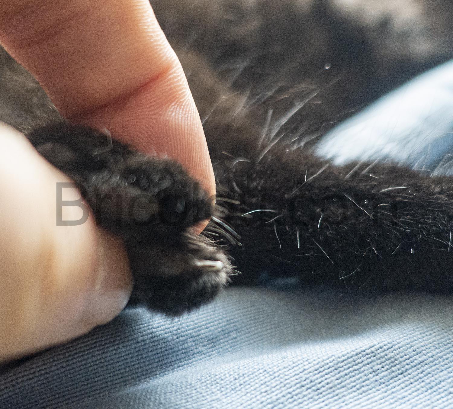 Candure Ciseaux Coupe Ongles Soins Griffes Chat Chien Chaton Candure Ciseaux Coupe Ongles Soins Griffes Chat Chien Chaton