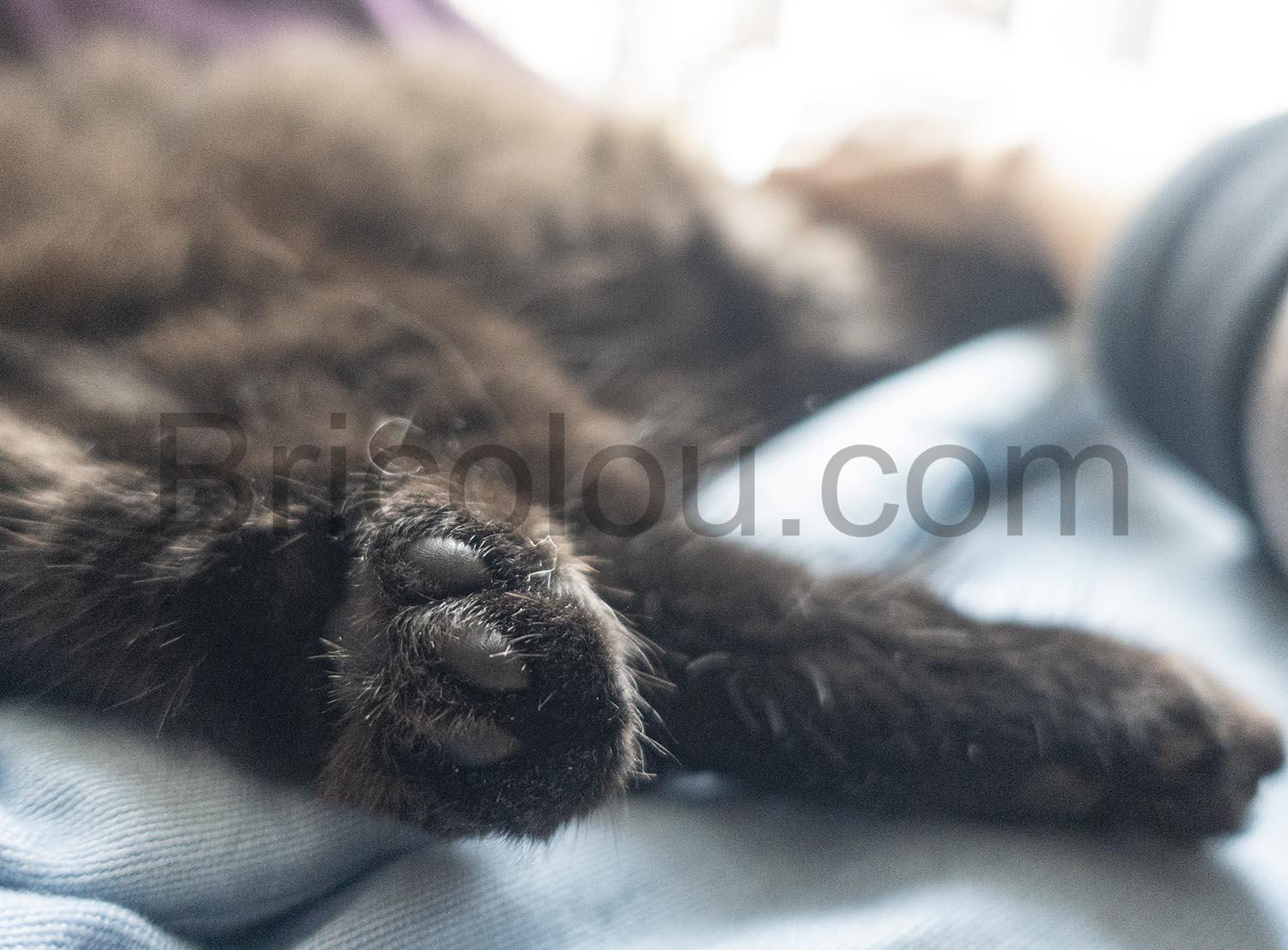 Candure Ciseaux Coupe Ongles Soins Griffes Chat Chien Candure Ciseaux Coupe Ongles Soins Griffes Chat Chien