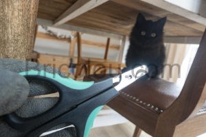 Candure Ciseaux Coupe Ongles Soins Griffes Chien Lapin Chaton