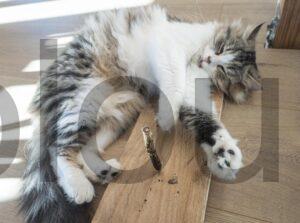 PRETTY KITTY baton Matatabi Jouet chat tige liane PRETTY KITTY bâton Matatabi Jouet chat tige liane
