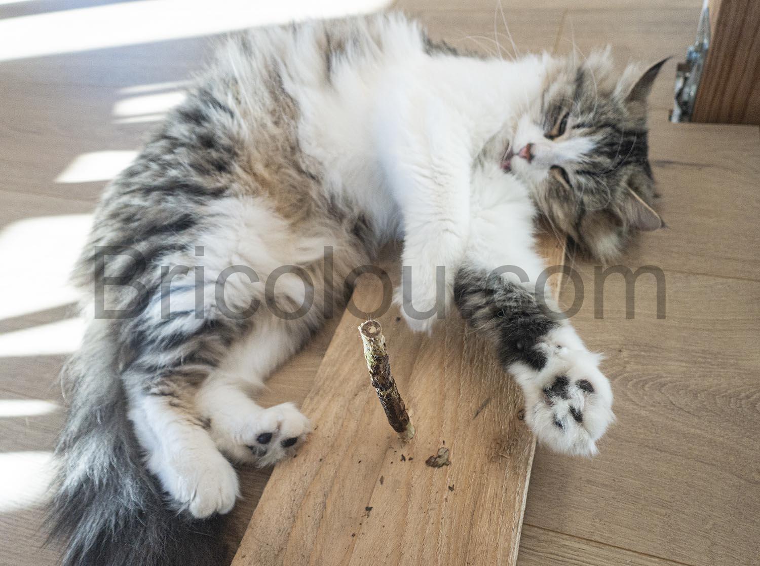 PRETTY KITTY baton Matatabi Jouet chat tige liane PRETTY KITTY bâton Matatabi Jouet chat tige liane