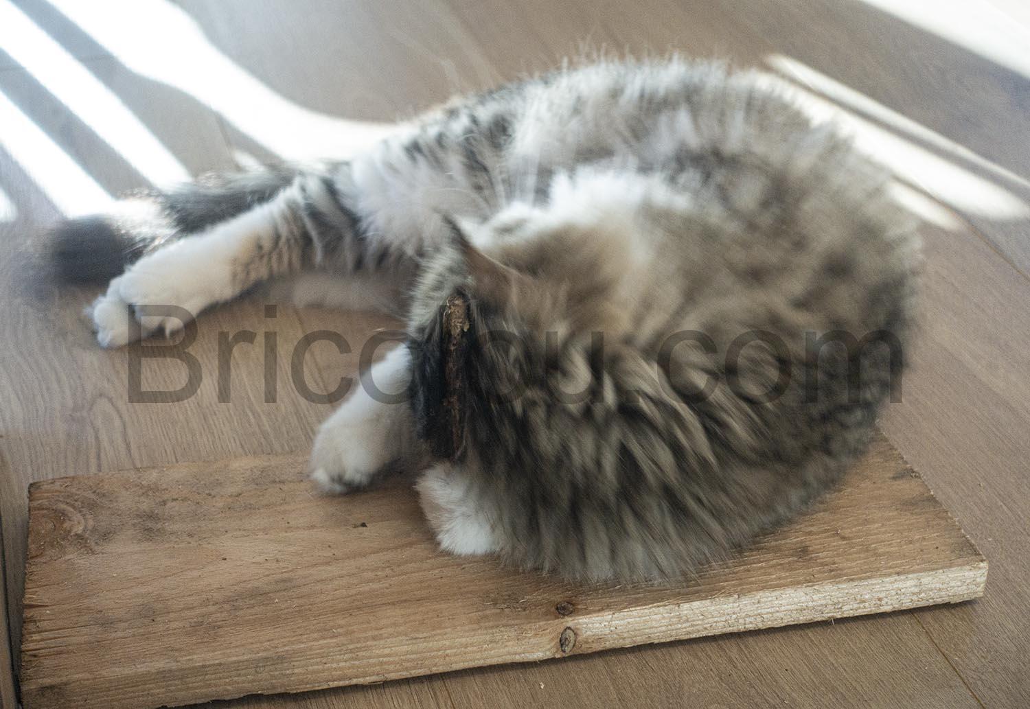 PRETTY KITTY baton Matatabi machonner Jouet chat liane PRETTY KITTY bâton Matatabi mâchonner Jouet chat liane