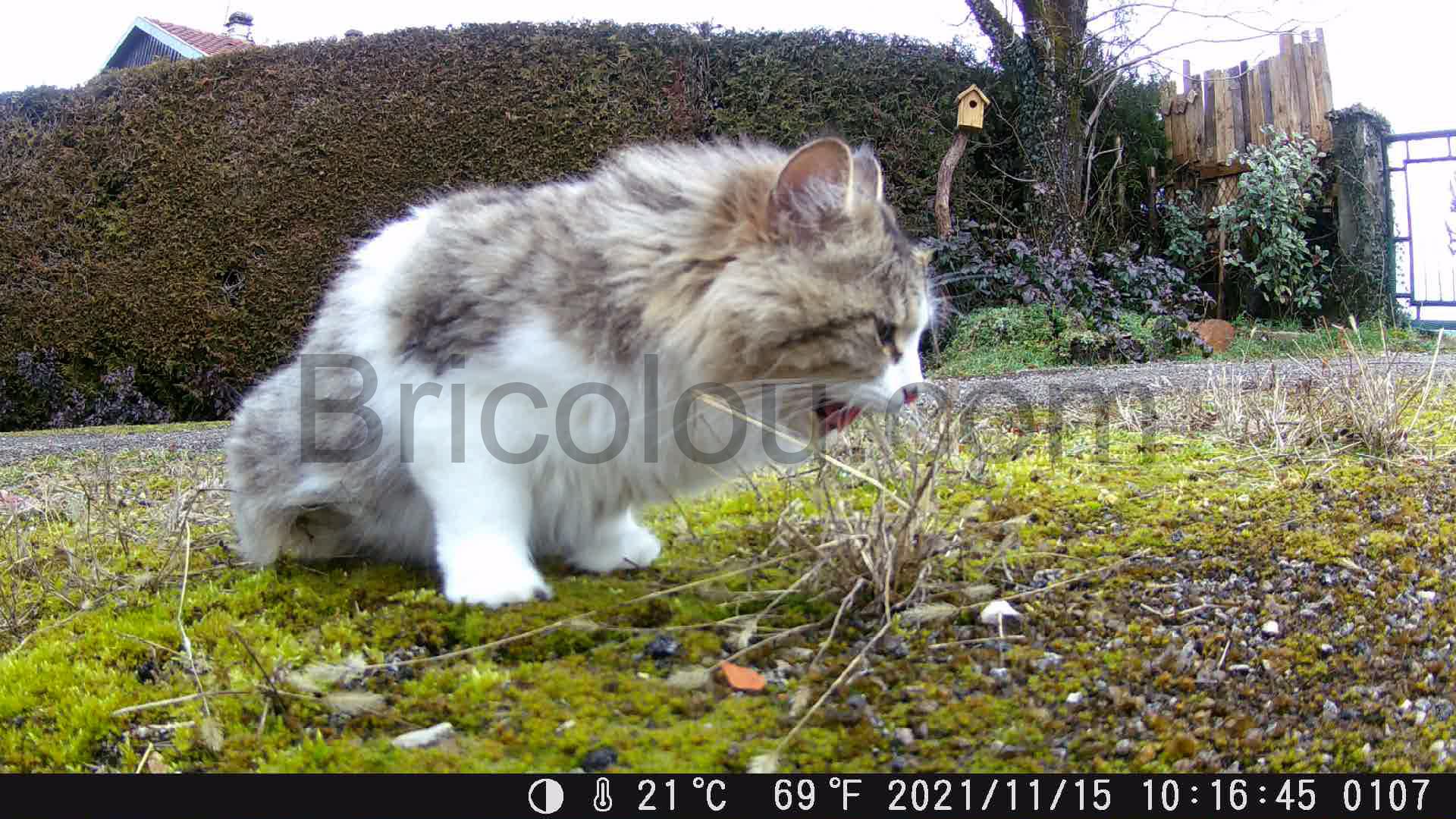 SOFELISH Trail Camera Chasse 4K 24MP Infrarouge Nocturne Carte Memoire 32G Lecteur video Surveillance Piege photo time lapse IP 66.00 03 13 08.Still016 SOFELISH Trail Camera Chasse 4K 24MP Infrarouge Nocturne Carte Mémoire 32G Lecteur vidéo Surveillance Piège photo time-lapse IP 66.00_03_13_08.Still016