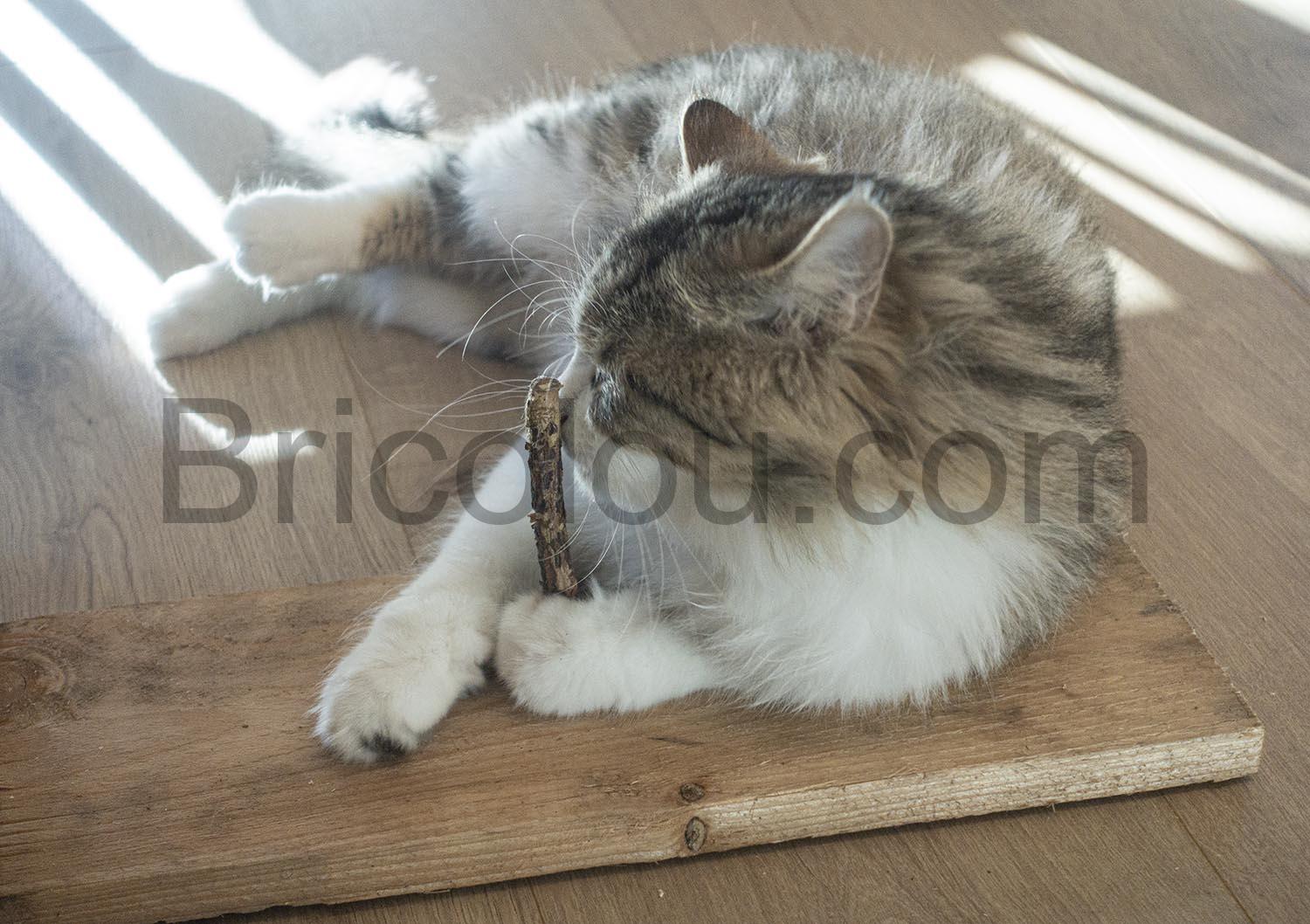 baton Matatabi machonner Jouet chat liane bâton Matatabi mâchonner Jouet chat liane