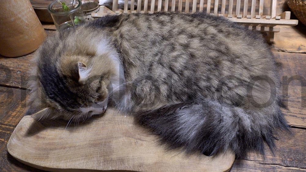 BEAPHAR FIPROTEC 50 mg Solution spot on Fipronil chat Traitement puces tique alme BEAPHAR FIPROTEC 50 mg Solution spot-on Fipronil chat Traitement puces tique alme