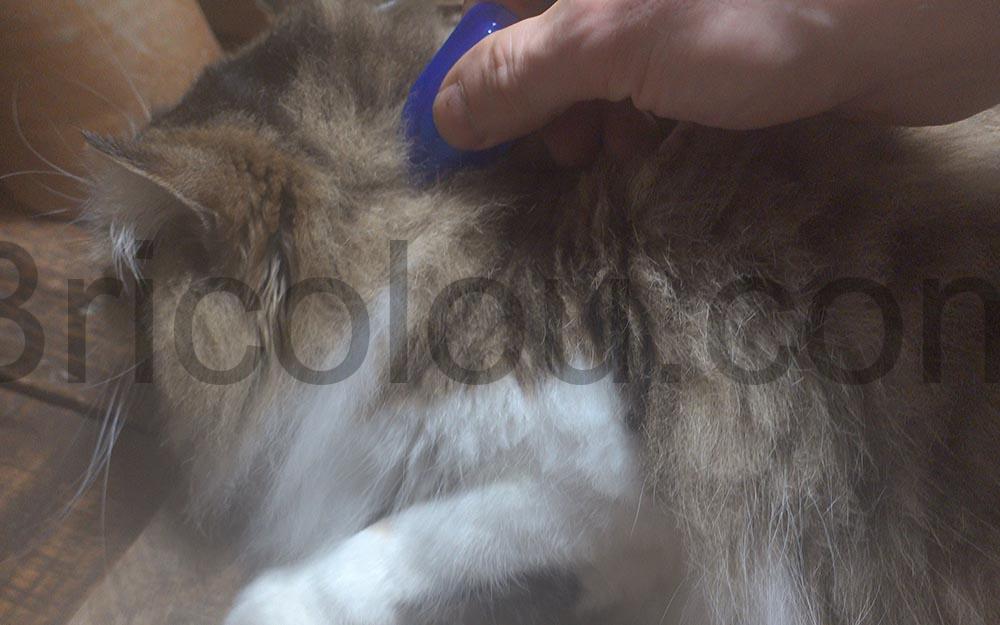 BEAPHAR FIPROTEC 50 mg Solution spot on Fipronil chat Traitement puces tique poil BEAPHAR FIPROTEC 50 mg Solution spot-on Fipronil chat Traitement puces tique poil