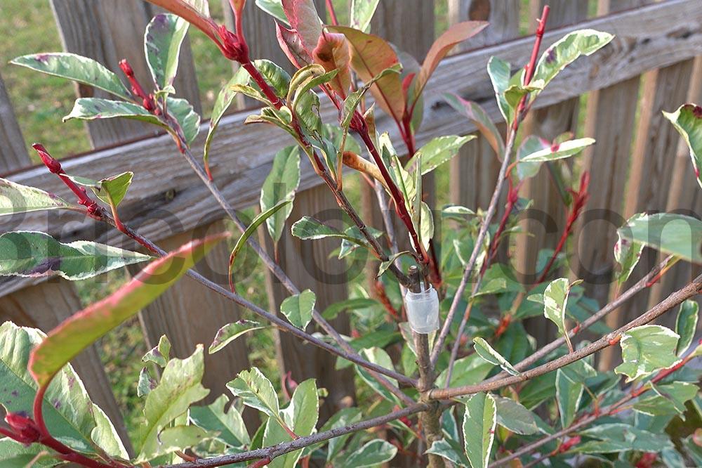 tesa 56064 Ruban reparation auto amalgamant transparent tuyau greffe arbre tesa 56064 Ruban réparation auto-amalgamant transparent tuyau greffe arbre