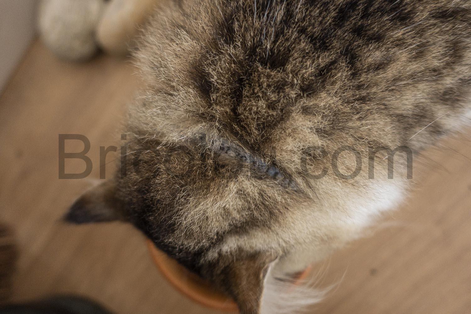 Collier Seresto Collier Chat anti puce tique coordonnees Collier Seresto Collier Chat anti puce tique coordonnées