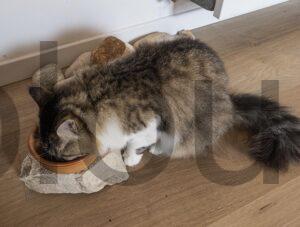 Collier Seresto Collier Chat anti puce tique invisible Collier Seresto Collier Chat anti puce tique invisible