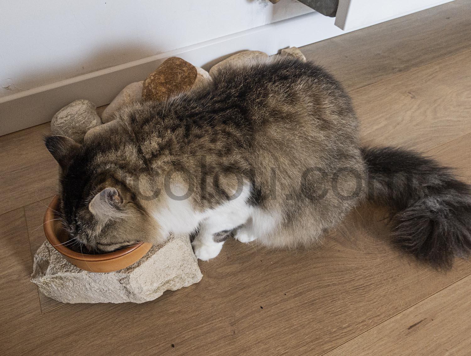 Collier Seresto Collier Chat anti puce tique invisible Collier Seresto Collier Chat anti puce tique invisible