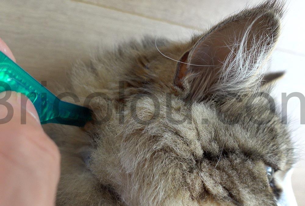 FRONTLINE Pipettes Combo Chat Furet Anti Puces Tique pil FRONTLINE Pipettes Combo Chat Furet Anti Puces Tique pil