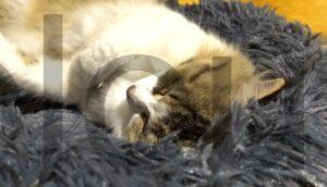 Coussin chat panier MEYDLL Lit Moelleux chien Coussin chat panier MEYDLL Lit Moelleux chien