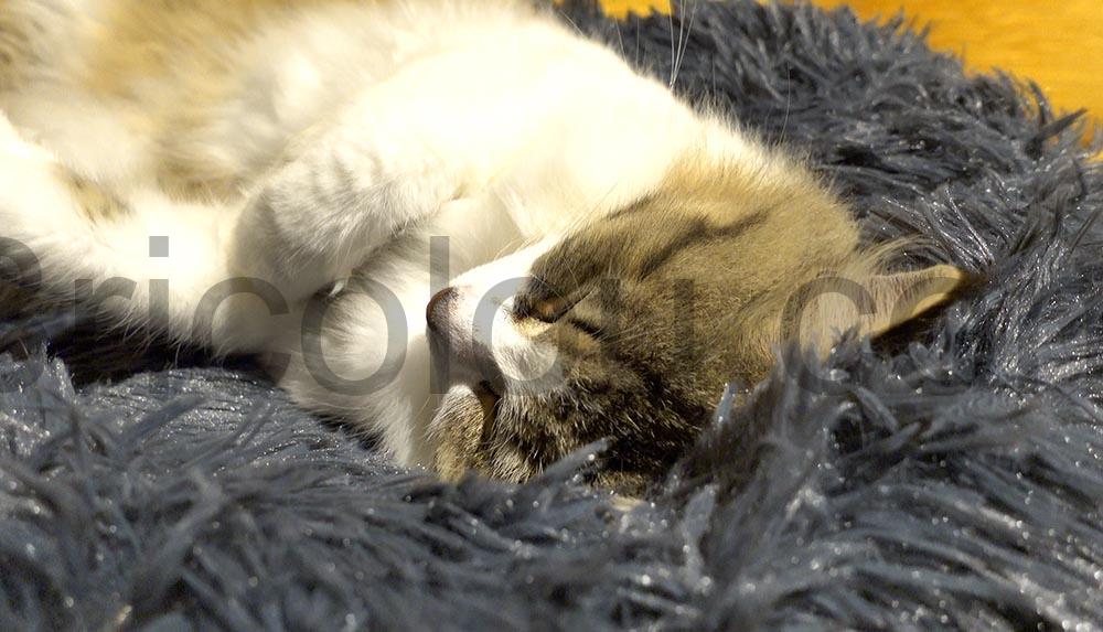 Coussin chat panier MEYDLL Lit Moelleux chien Coussin chat panier MEYDLL Lit Moelleux chien