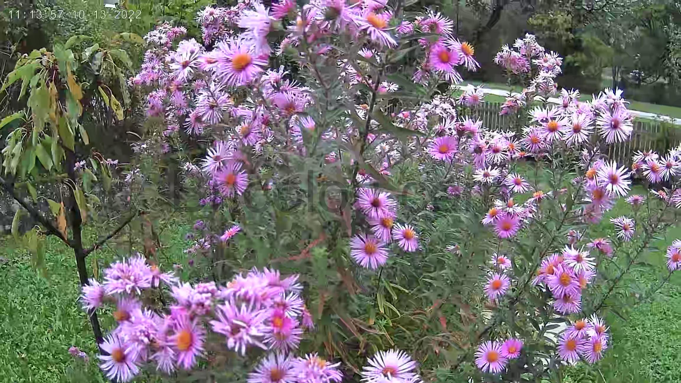 SZSINOCAM 2K Camera Surveillance WiFi Exterieure sans Fil Solaire fleur SZSINOCAM 2K Caméra Surveillance WiFi Exterieure sans Fil Solaire fleur