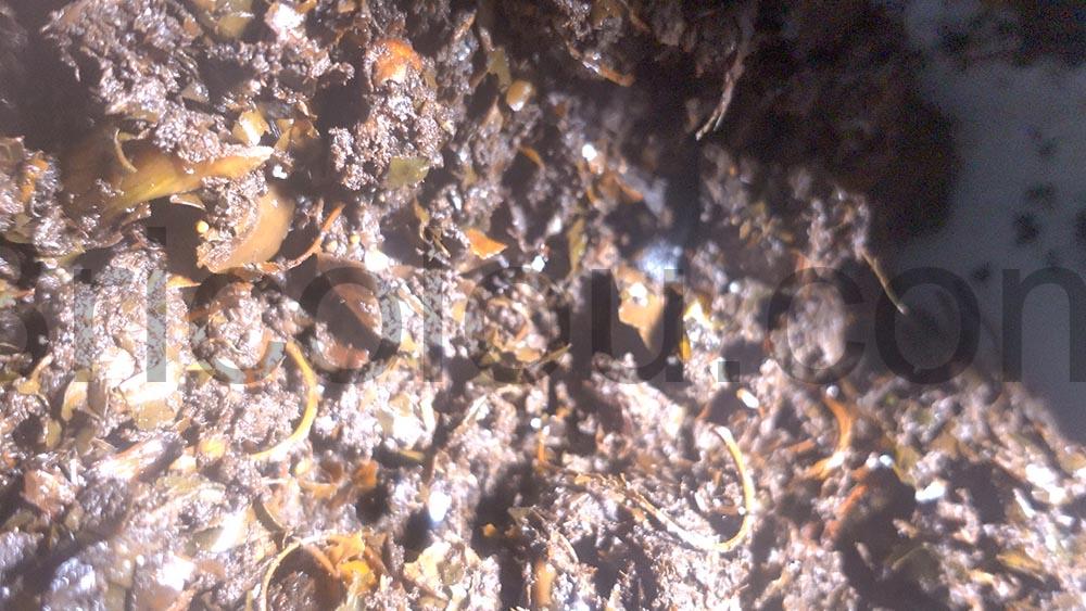 GEME Composteur Electrique dechets 19L Biotechnologie compost GEME Composteur Électrique déchets 19L Biotechnologie compost