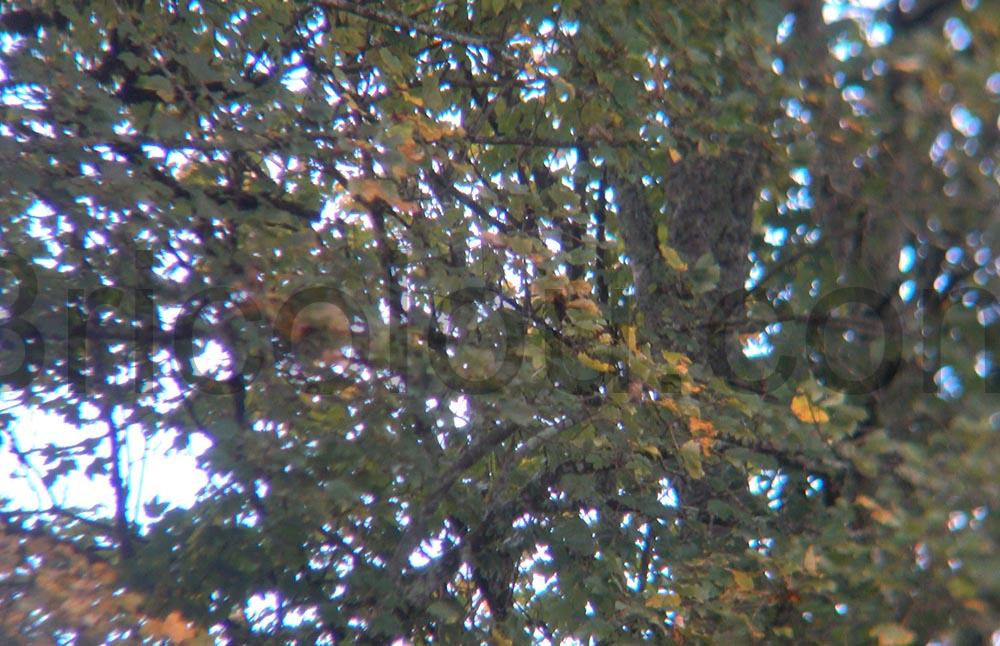 25X60 Jumelles optique Compact Antibuee Etanche binoculaire diffraction 25X60 Jumelles optique Compact Antibuée Etanche binoculaire diffraction