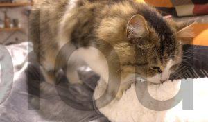 OneAmg Couverture Plaid electrique Chauffant chat OneAmg Couverture Plaid électrique Chauffant chat