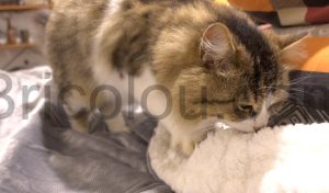 OneAmg Couverture Plaid électrique Chauffant chat