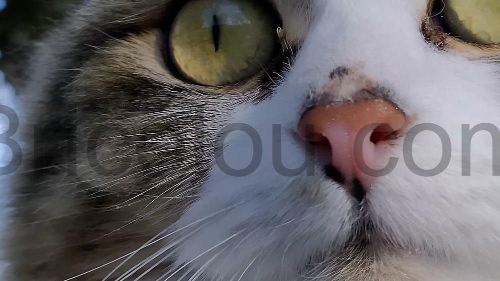 ORDRO G730 camera Appareil Photo 5K Zoom Optique 12x Macro chat ORDRO G730 caméra Appareil Photo 5K Zoom Optique 12x Macro chat