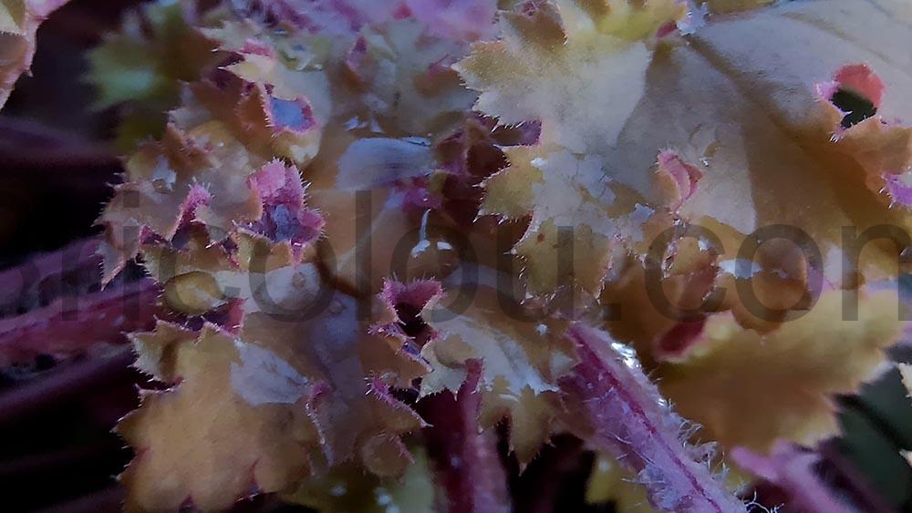 ORDRO G730 camera Appareil Photo 5K Zoom Optique 12x Macro nature ORDRO G730 caméra Appareil Photo 5K Zoom Optique 12x Macro nature