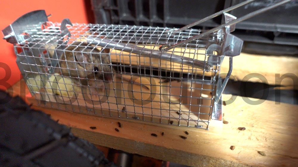 Comment se debarrasser dune souris sans la tuer bloquee Comment se débarrasser d'une souris sans la tuer bloquée