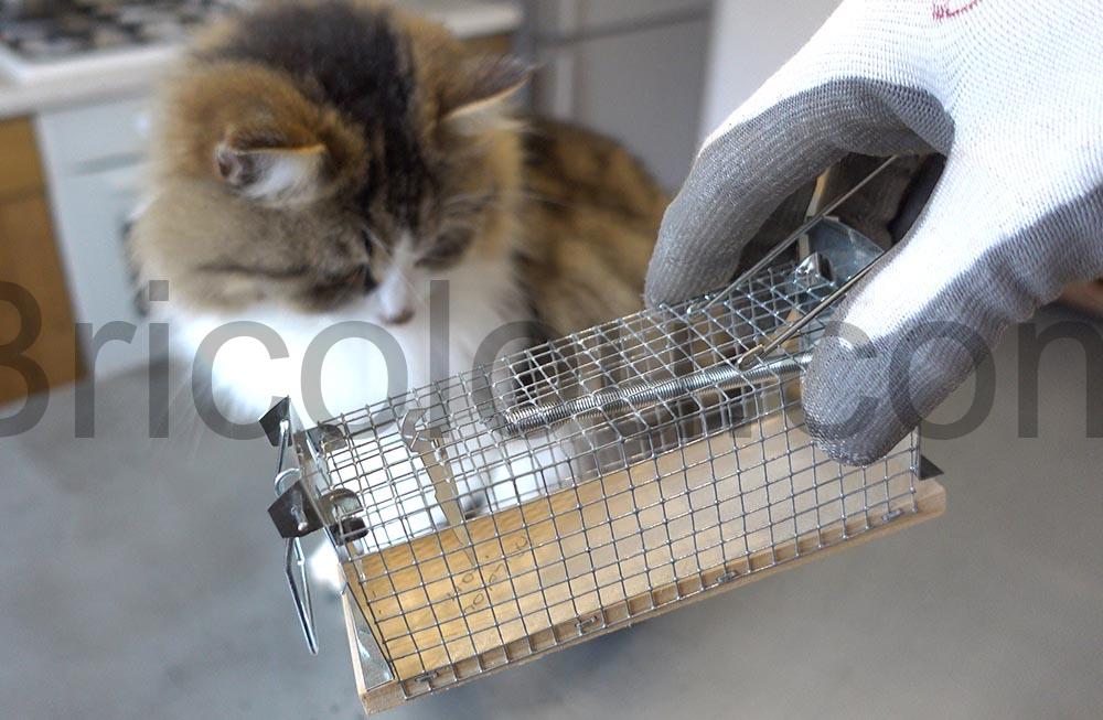 Comment se debarrasser dune souris sans la tuer compare Comment se débarrasser d'une souris sans la tuer compare