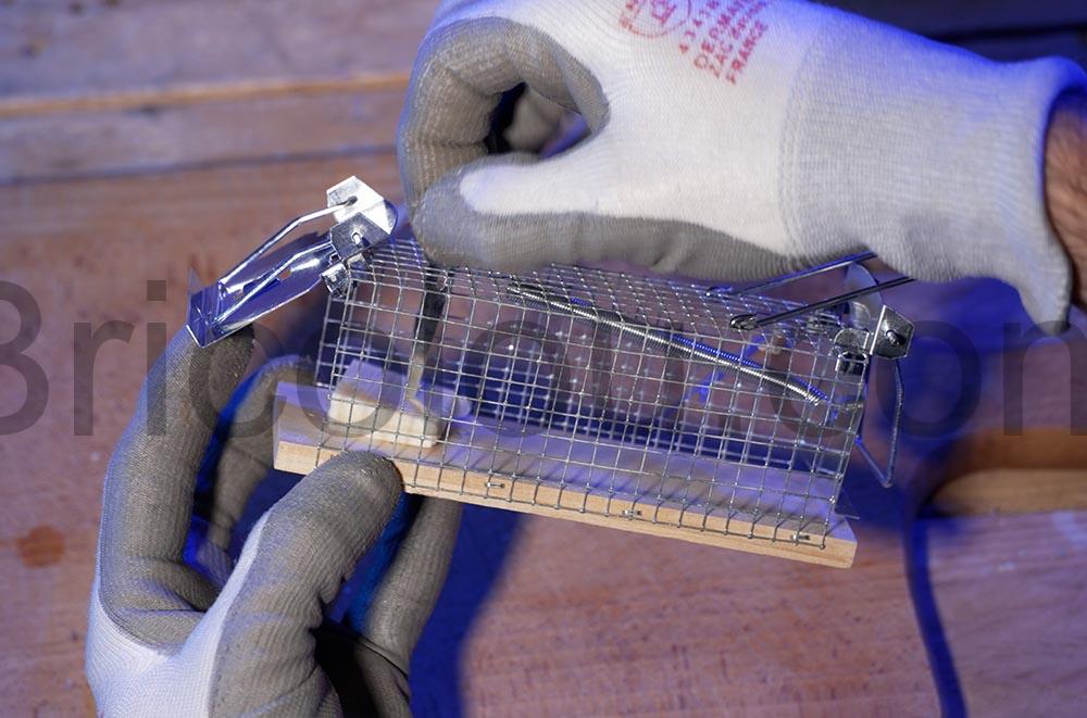 Comment se debarrasser dune souris sans la tuer fromage Comment se débarrasser d'une souris sans la tuer fromage