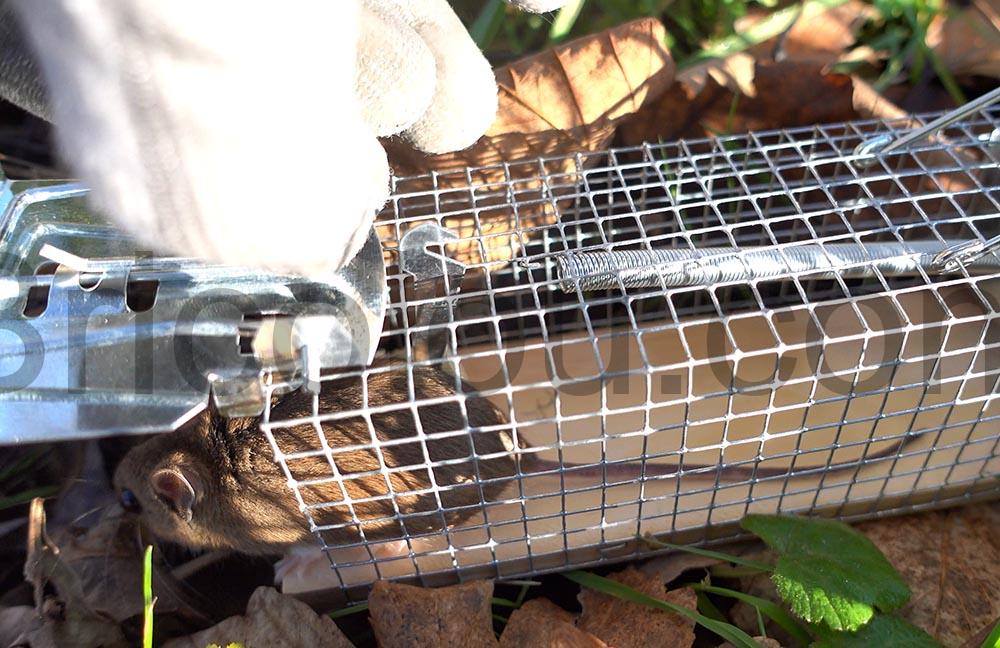 Comment se debarrasser dune souris sans la tuer nature Comment se débarrasser d'une souris sans la tuer nature