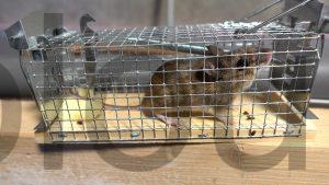 Comment se debarrasser dune souris sans la tuer vivante Comment se débarrasser d'une souris sans la tuer vivante