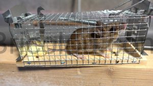 Comment se débarrasser d'une souris sans la tuer vivante