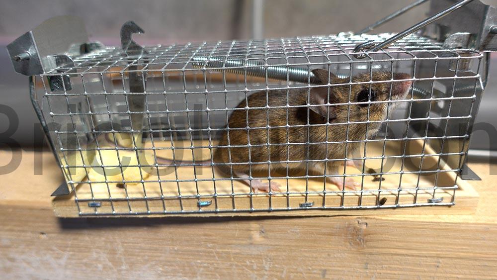 Comment se debarrasser dune souris sans la tuer vivante Comment se débarrasser d'une souris sans la tuer vivante