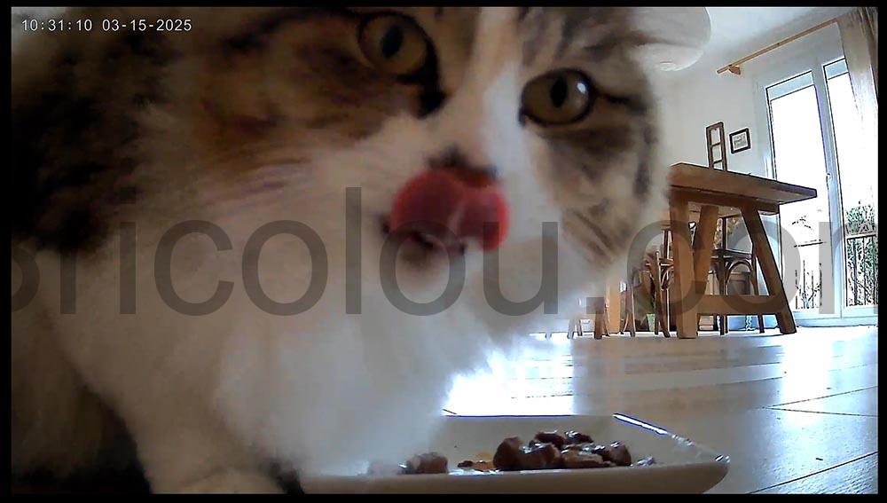 camera surveillance sur Batterie Wi Fi 2K Beenozo chat caméra surveillance sur Batterie Wi-Fi 2K Beenozo chat