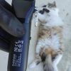 Kit 2 Tondeuses Chiens chat FuzzyFix dessous