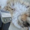 Kit 2 Tondeuses Chiens chat FuzzyFix lame