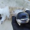 Kit 2 Tondeuses Chiens chat FuzzyFix usb